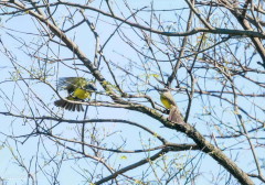 Suirirí real/Tropical Kingbird