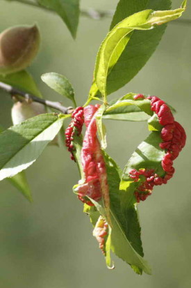 torque del duraznero/peach leaf curl