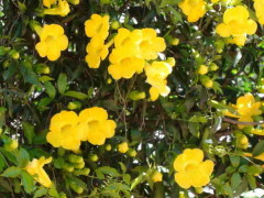 Uña de gato/Cat claw vine