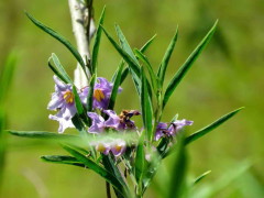 Varilla/Little peach nightshade