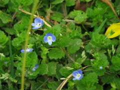 Verónica de campo/Grey-filed Speedwell