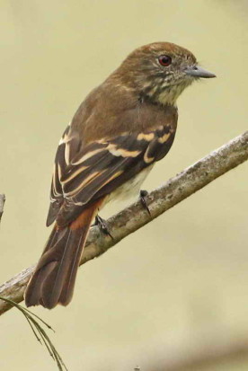 Viudita pico celeste/Blue-billed Black-Tyrant