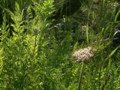 Zanahoria blanca/American wild carrot