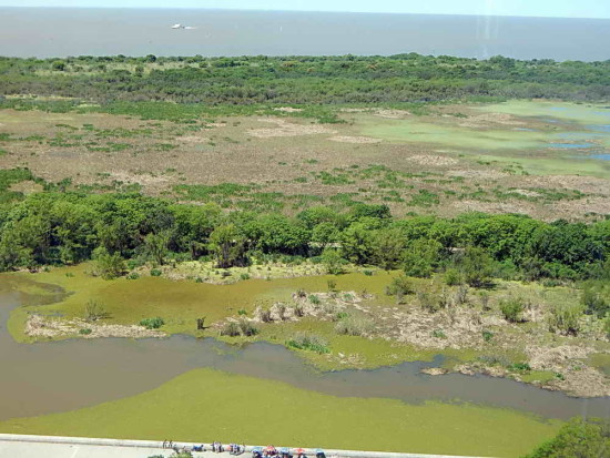 Coipos/Coypu Pond