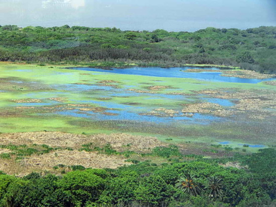 Gaviotas/Gull Pond