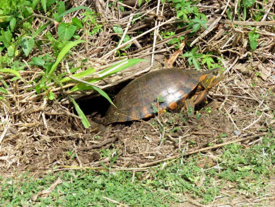 Tortuga pintada/Painted Turtle