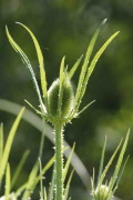 Cadencha/Wild teasel