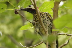 Carpintero real/Green-barred Woodpecker