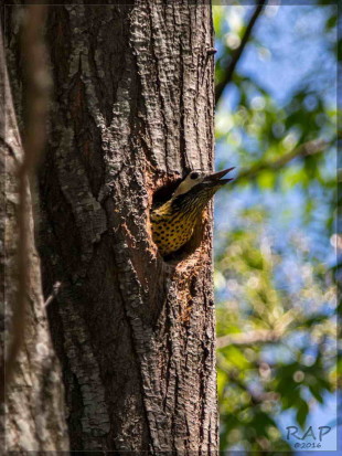 Carpintero real/Green-barred Woodpecker