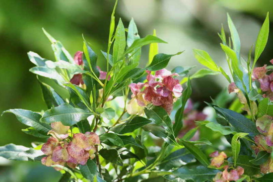 Chirca/Dodonaea viscosa