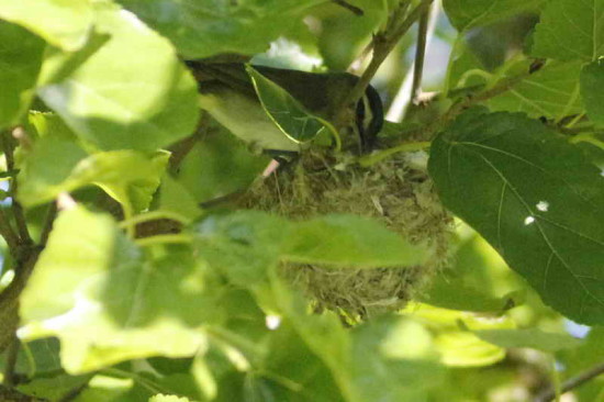 Chiví común/Red-eyed Vireo