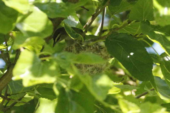 Chiví común/Red-eyed Vireo