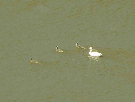 Coscoroba/Coscoroba Swan