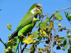 Cotorra/Monk Parakeet