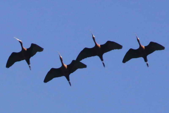 Cuervillo de cañada/White-faced Ibis