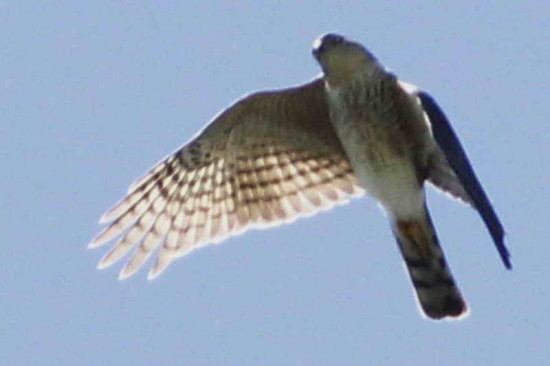 Esparvero común/Sharp-shinned Hawk