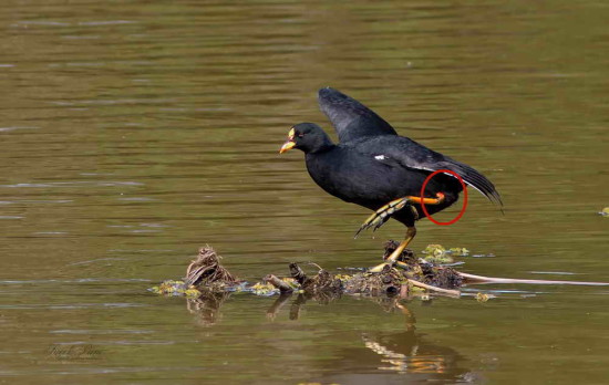 Gallareta ligas rojas/Red-gartered Coot