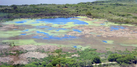 Gaviotas/Gull Pond