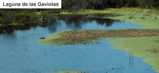 Gaviotas/Gull Pond