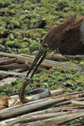 Hocó-culebra/Tiger-Heron-Snake