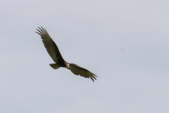 Jote cabeza amarilla/Lesser Yellow-headed Vulture