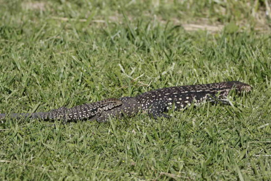 Lagarto overo/Black-and-white Tegu