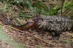 Lagarto overo/Black-and-white Tegu