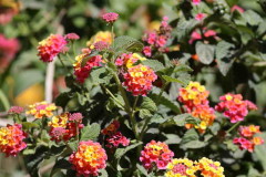 Lantana