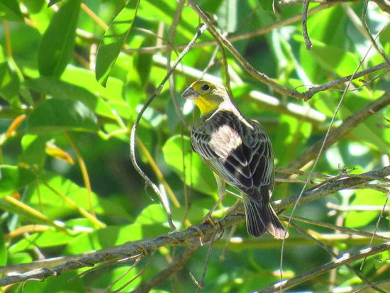 Misto/Grassland Yellow-Finch