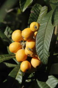 níspero/loquat