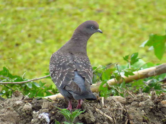 Paloma manchada/Spot-winged Pigeon