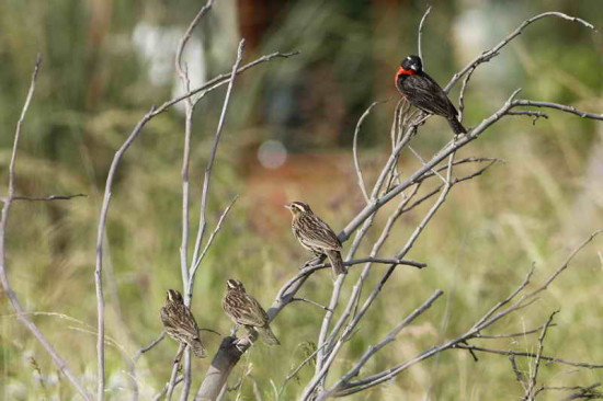 Pecho colorado/White-browed Meadowlark