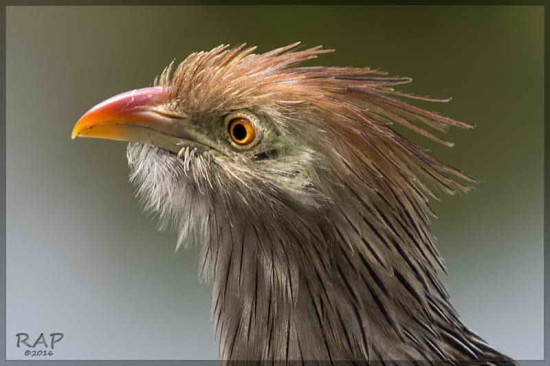 Pirincho/Guira Cuckoo
