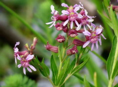 Siete sangrías/Cuphea fruticosa