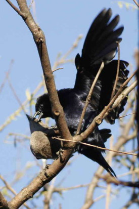 Tordo renegrido/Shiny Cowbird