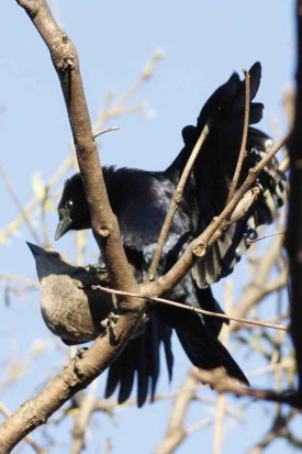 Tordo renegrido/Shiny Cowbird