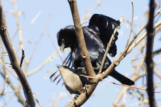 Tordo renegrido/Shiny Cowbird