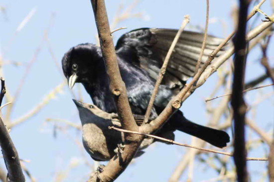 Tordo renegrido/Shiny Cowbird