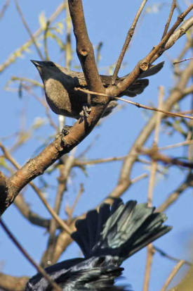 Tordo renegrido/Shiny Cowbird