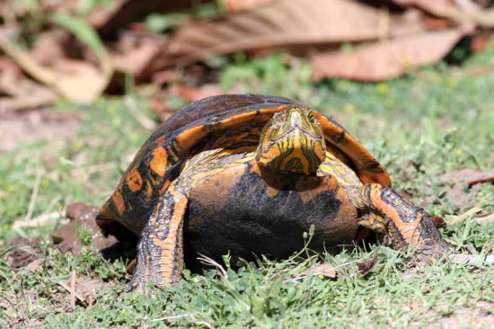 Tortuga pintada/Painted Turtle