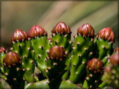 Opuntia sp