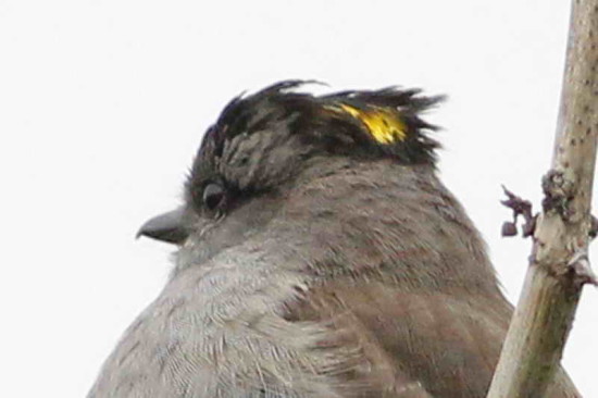 Tuqiuito gris/Crowned Slaty Flycatcher