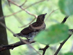 Zorzal chalchalero/Creamy-bellied Thrush