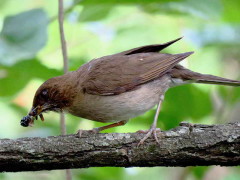 Zorzal chalchalero/Creamy-bellied Thrush