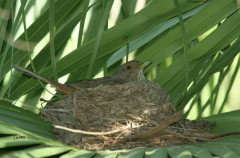 Zorzal colorado/Rufous-bellied Thrush