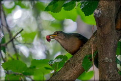 Zorzal colorado/Rufous-bellied thrush