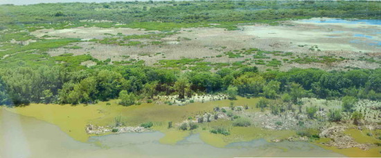 Coipos y Gaviotas/Coypu and Gull Ponds