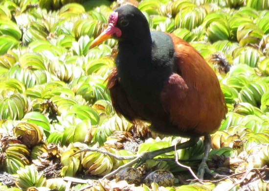 Jacana/Wattled Jacana