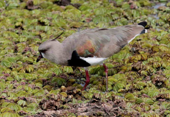 Tero común/Southern Lapwing