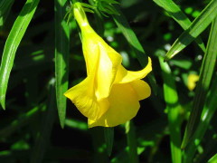 Adelfa/Yellow oleander